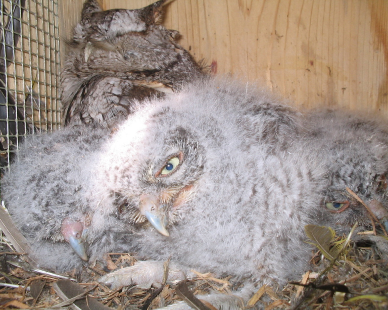 Owl looking dishevelled with tired eyes on Hungover Owls blog