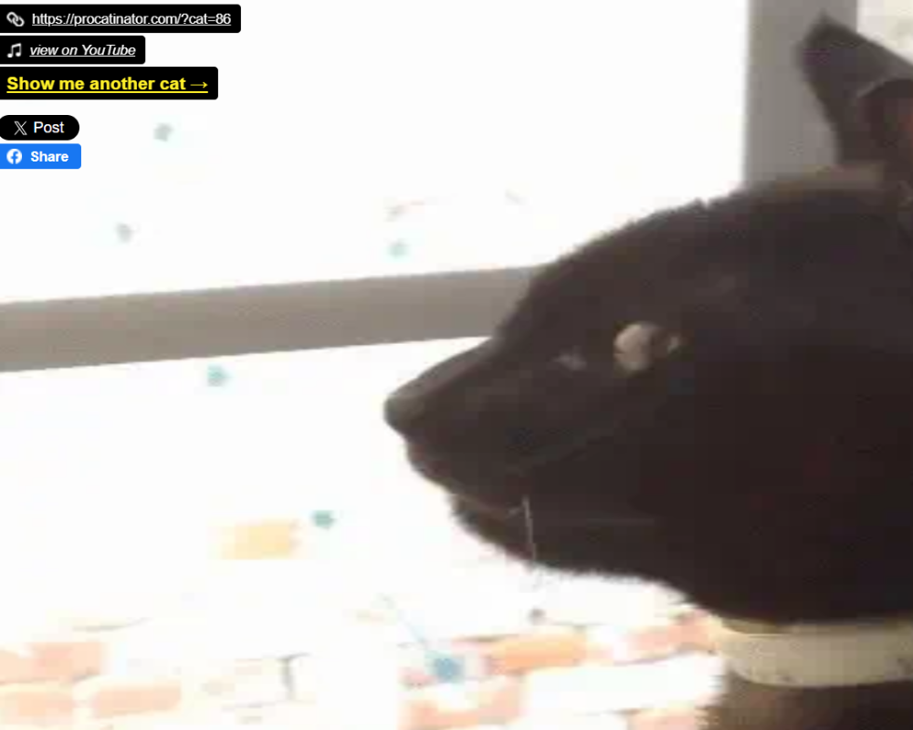 Looping cat gif dancing in sync with music on Procatinator